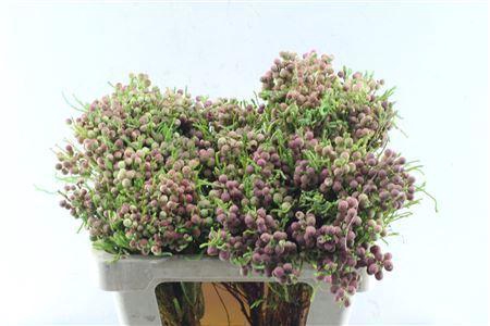 <h4>Kaaps Lanuginosa</h4>