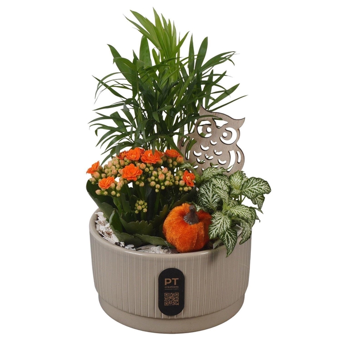 Arr.    Planten  L%