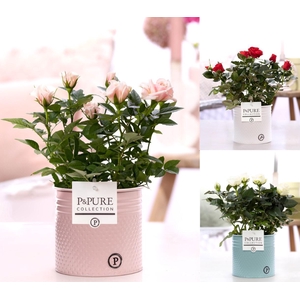 Rosa gemengd in P&PURE zinc pot Louise 4 ass.