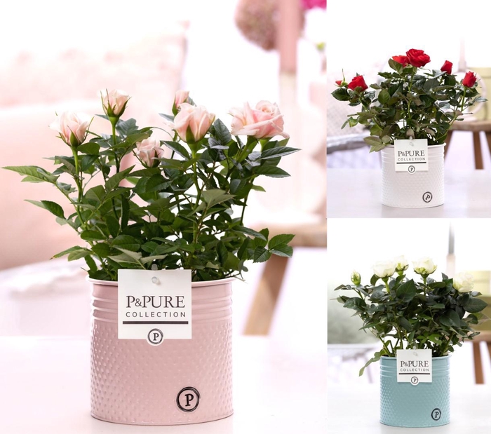<h4>Rosa gemengd in P&PURE zinc pot Louise 4 ass.</h4>