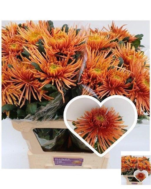 <h4>CHR G SPIDER CUIVRE</h4>