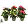 BEGONIA ELATIOR-HYBRID 11,5