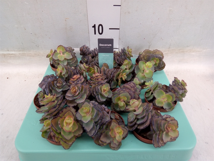 <h4>Kalanchoe NF   ...</h4>