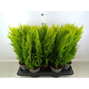 Chamaecyparis laws. 'Ellwoods Emp'
