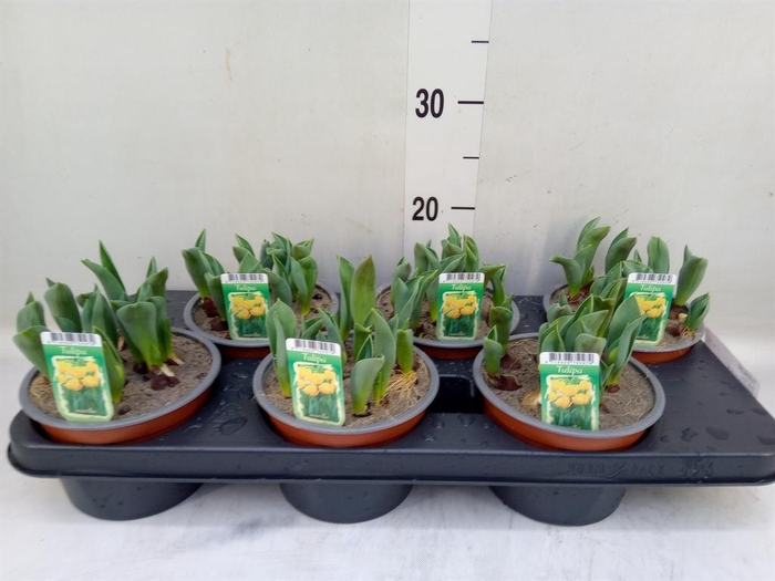 <h4>Tulipa DU ...</h4>