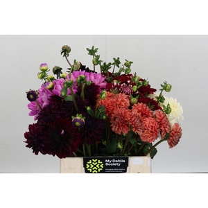 Dahlia Gemengd In Fust