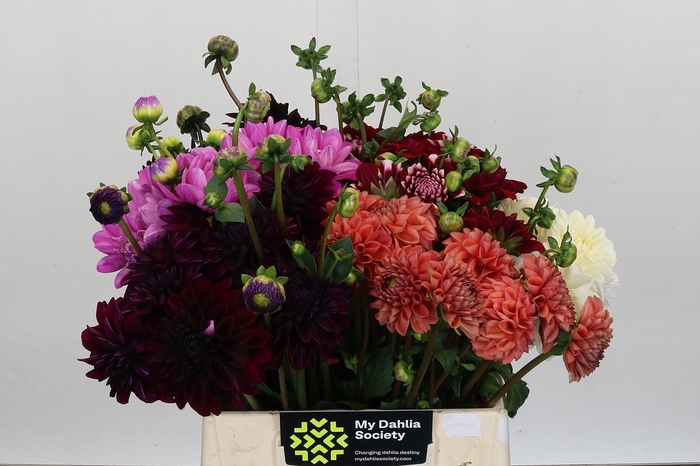 <h4>Dahlia Gemengd In Fust</h4>