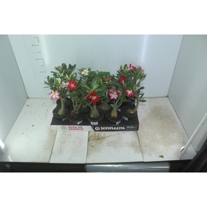 ROSA DO DESERTO P11 COM FLOR