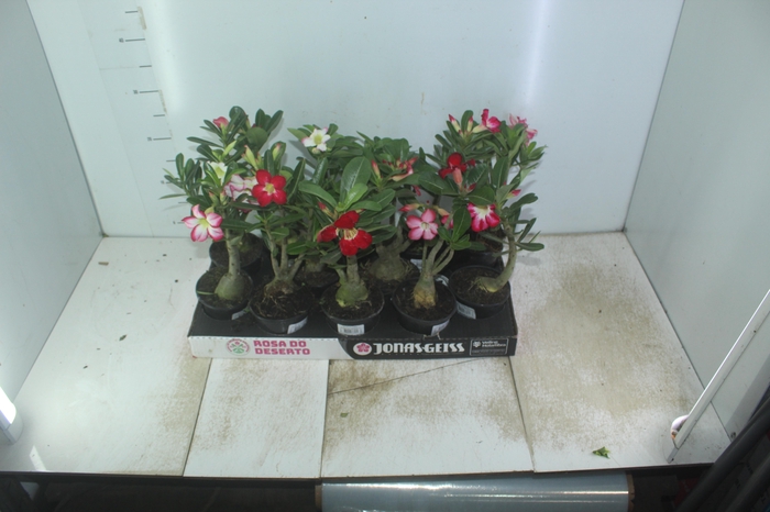 <h4>ROSA DO DESERTO P11 COM FLOR</h4>