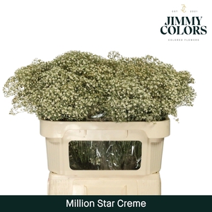 Gyps Million Star L70 Creme