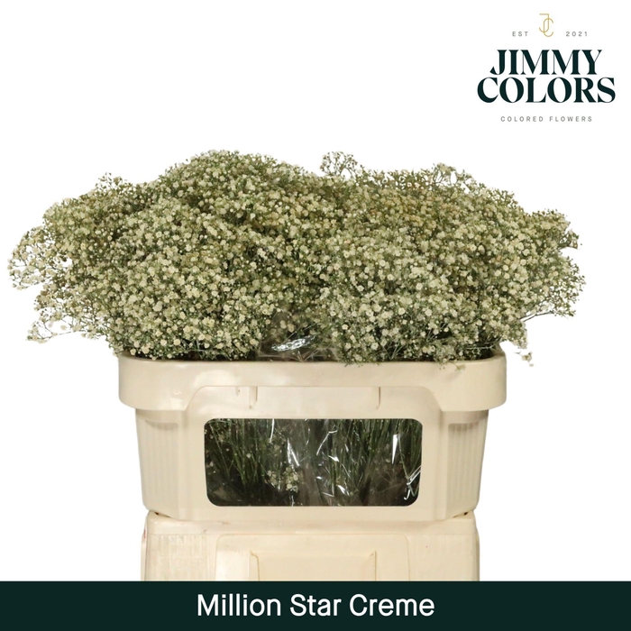 <h4>Gyps Million Star L70 Creme</h4>