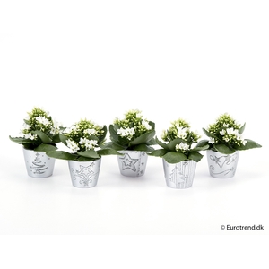 KALANCHOE BLOSSF KERST P6 E 2264