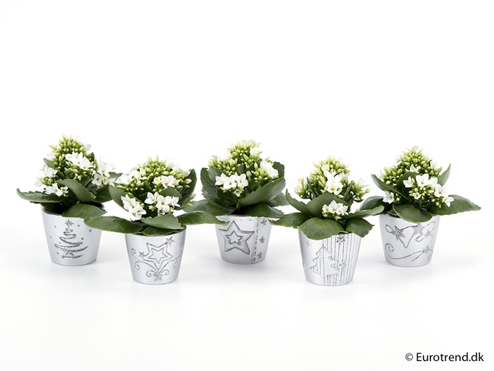 <h4>KALANCHOE BLOSSF KERST P6 E 2264</h4>