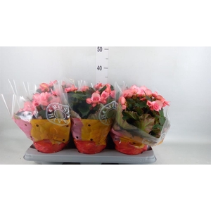 Begonia elat. DU 'Move2Joy Pink'
