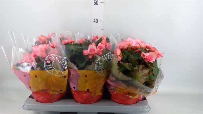 <h4>Begonia elat. DU 'Move2Joy Pink'</h4>