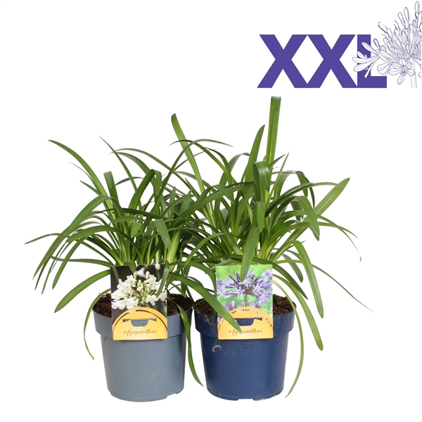 <h4>Agapanthus blauw en wit gem. in tray. doorbloei zndr knop/bloem</h4>