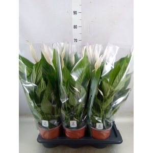 Spathiphyllum  'Bingo Cupido'