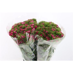 DI BARB FUCHSIA EXTRA