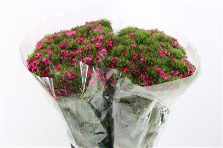 <h4>DI BARB FUCHSIA EXTRA</h4>