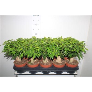 Fic Be Green Kinky Jute