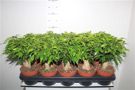 <h4>Fic Be Green Kinky Jute</h4>