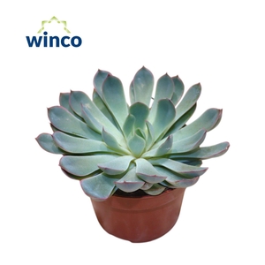 Echeveria Pulidonis Grey