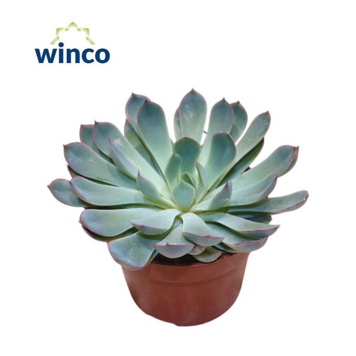 <h4>Echeveria Pulidonis Grey</h4>