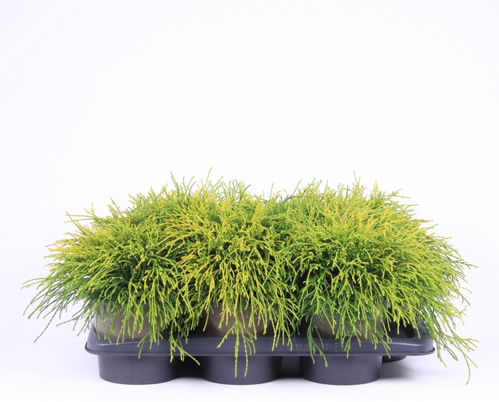 <h4>Chamaecyparis pisifera 'Sungold'</h4>