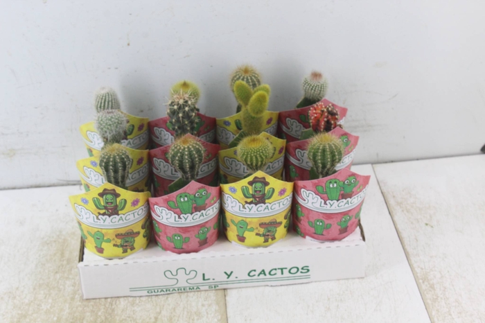 CACTUS ENXERTADO P07