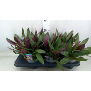 Tradescantia spath.