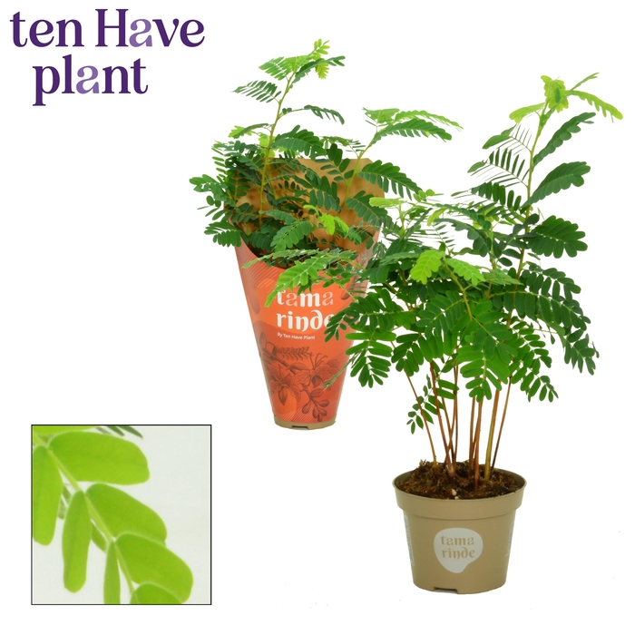 <h4>Tamarindus Indica Potcover</h4>