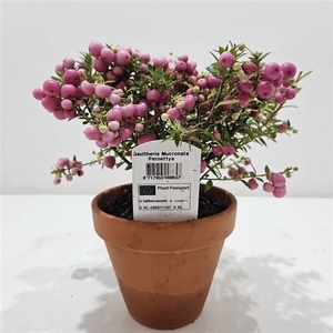 Gaultheria mucronata Terracotta Roze