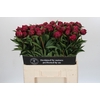 Paeonia Avis Varner