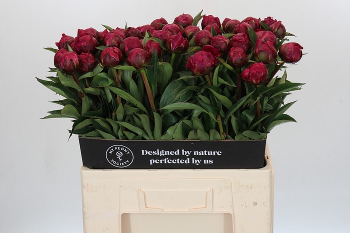 Paeonia Avis Varner