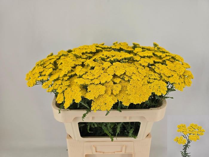 <h4>ACHIL MOONSHINE</h4>