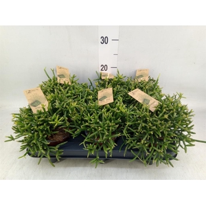 Rhipsalis burchellii