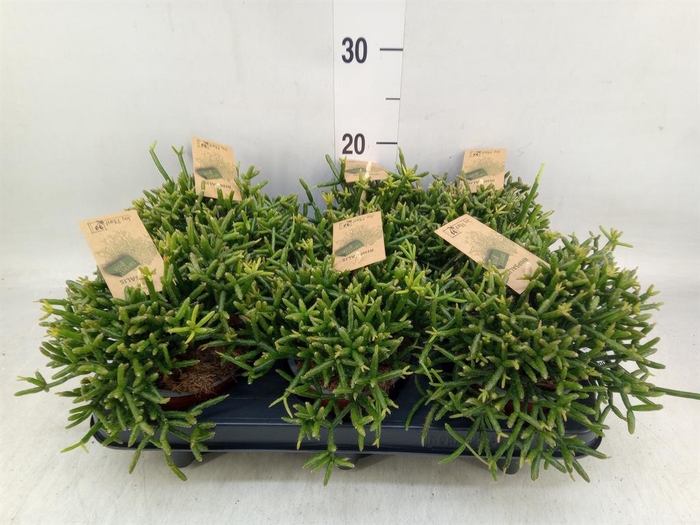 <h4>Rhipsalis burchellii</h4>