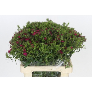 Dianthus Br Amazon Neon Cherry