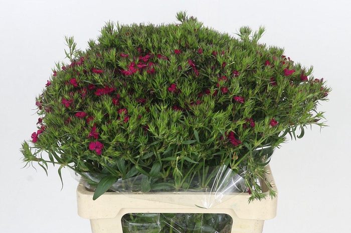 <h4>Dianthus Br Amazon Neon Cherry</h4>