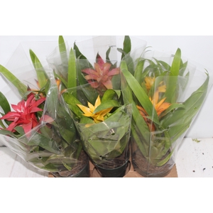 GUZMANIA VARIADA P12