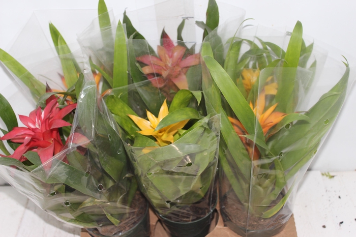 <h4>GUZMANIA VARIADA P12</h4>