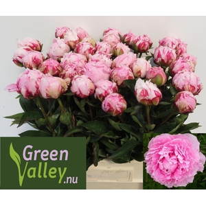 Paeonia Sarah Bernhardt