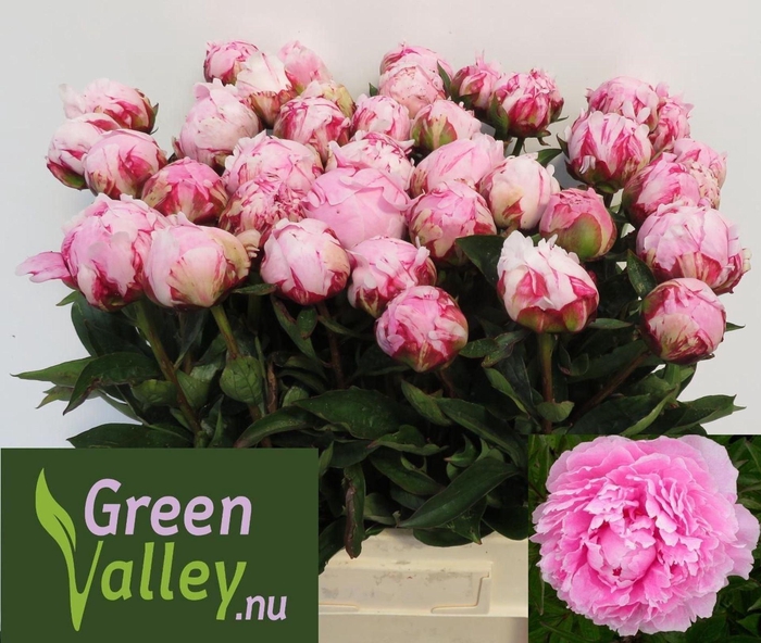 <h4>Paeonia Sarah Bernhardt</h4>