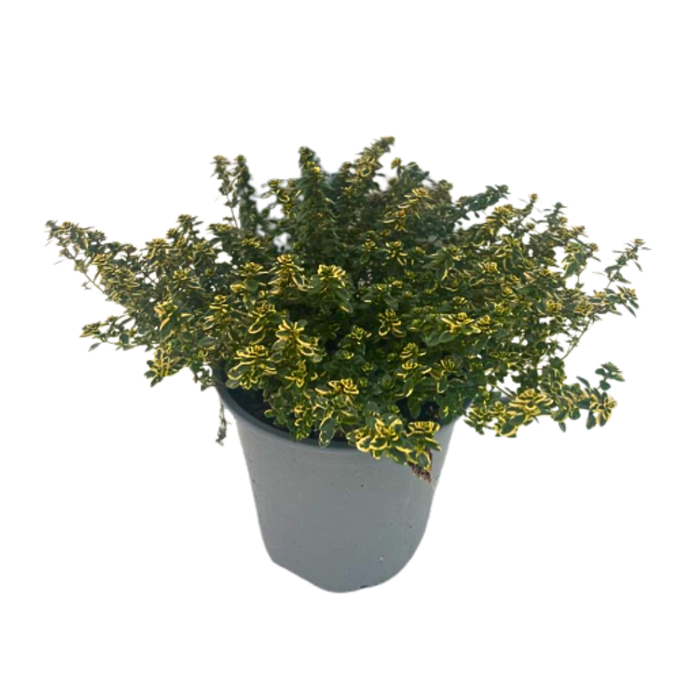 <h4>Thymus vulgaris</h4>