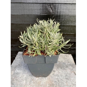 Lavandula angustifolia Hidcote
