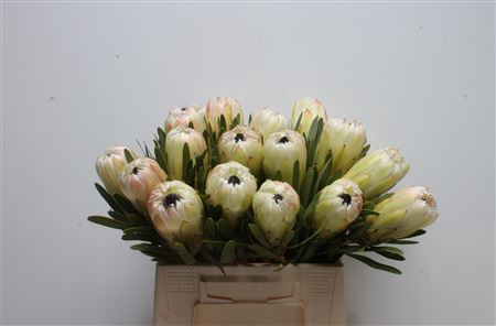 <h4>Protea White Night</h4>