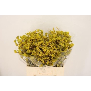 ANIGOZANTHOS  'YELLOW GEM'