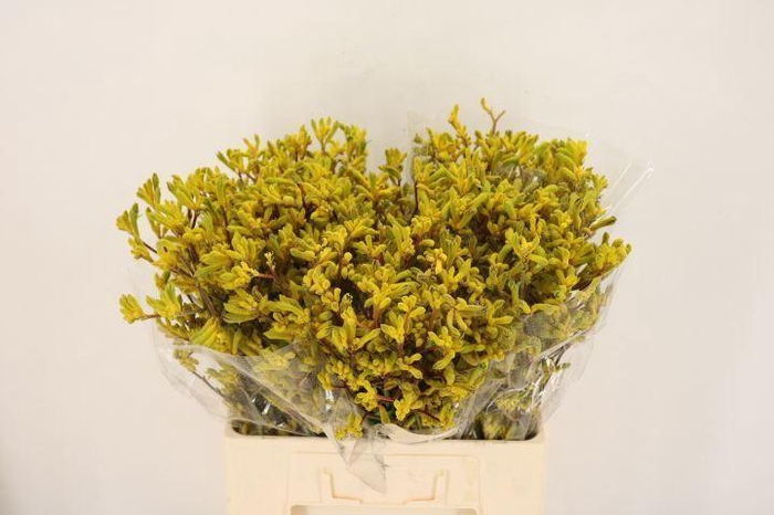 <h4>ANIGOZANTHOS  'YELLOW GEM'</h4>