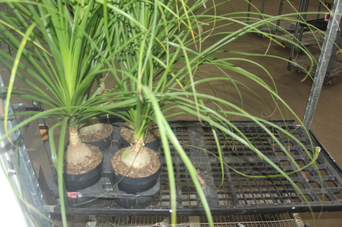 <h4>BEAUCARNEA P17</h4>