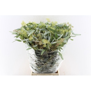 Euca Populus Berry 300 Gram